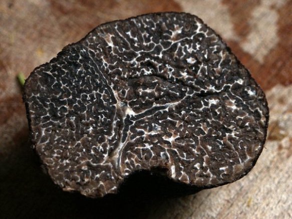 Black Truffle, a foodie's favorite drug